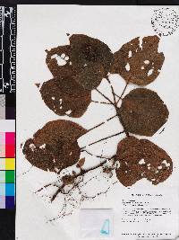 Maguireanthus ayangannae image
