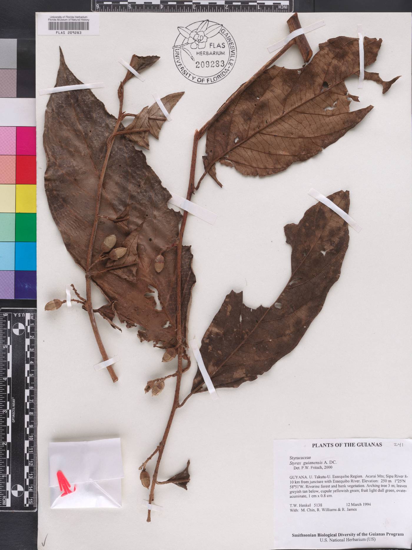 Styrax guianensis image