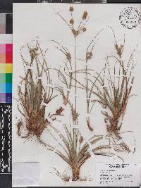 Cyperus retrorsus image