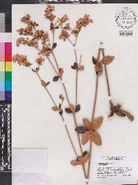 Eriogonum tomentosum image