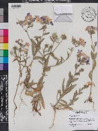 Phlox drummondii image