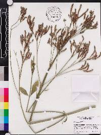 Verbena brasiliensis image