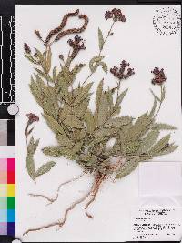 Verbena rigida image