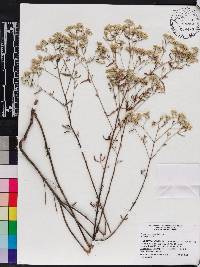 Eupatorium mohrii image