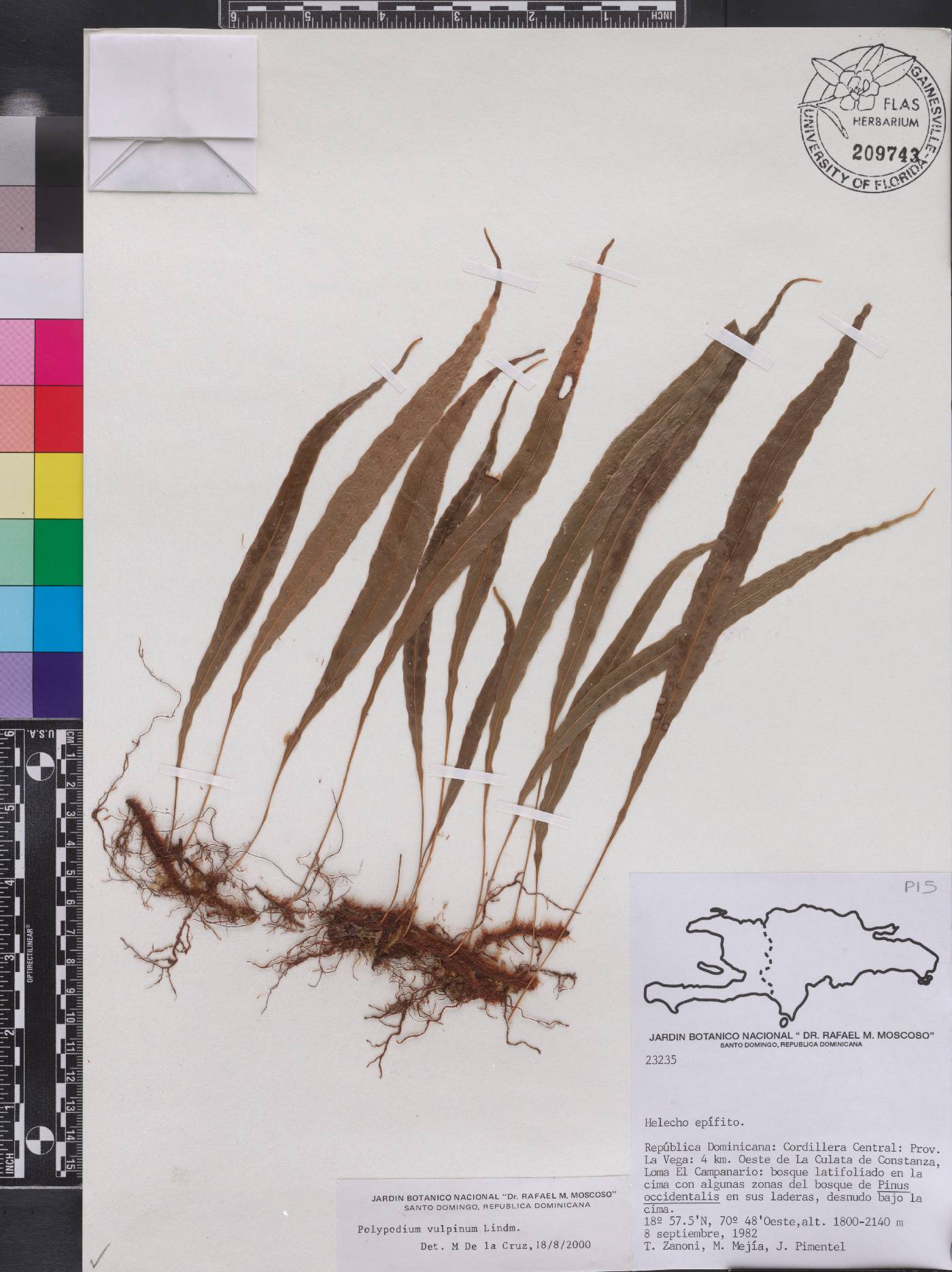 Campyloneurum vulpinum image