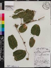 Celtis iguanaea image