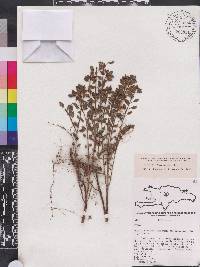 Pilea glabra image