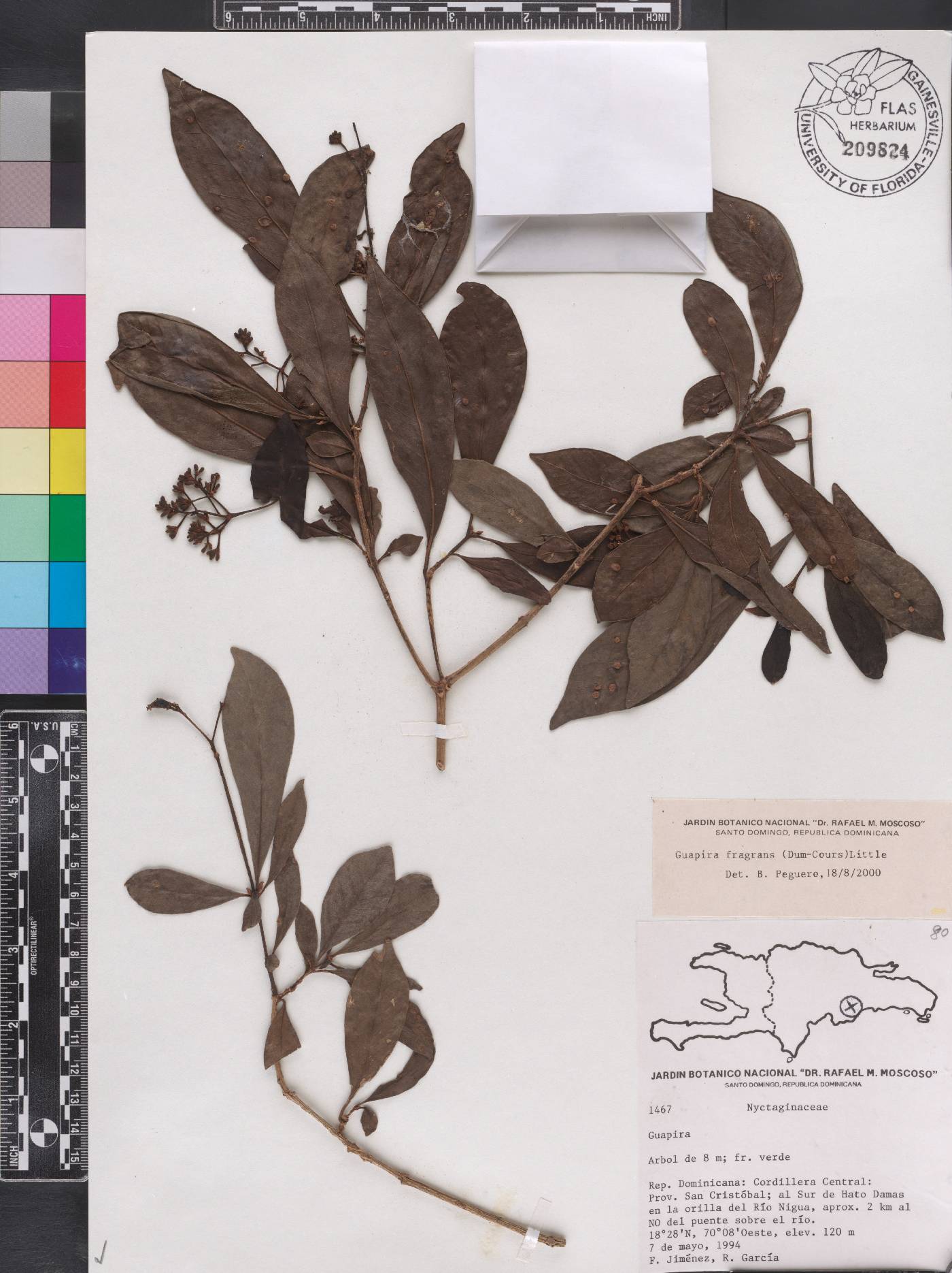 Guapira fragrans image