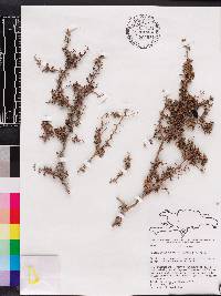 Vachellia oviedoensis image
