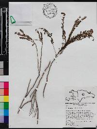 Phyllanthus fuertesii image