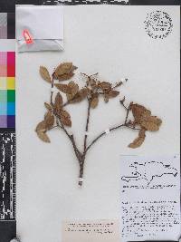Daphnopsis crassifolia image