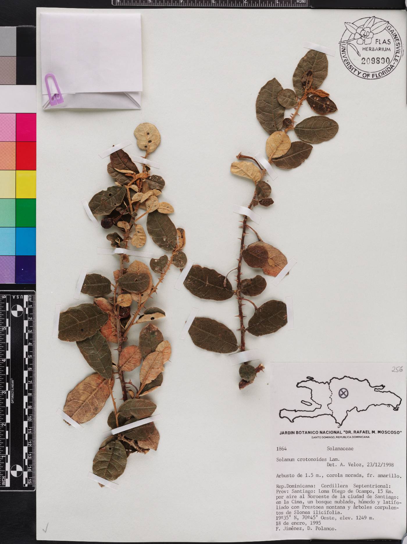 Solanum crotonoides image