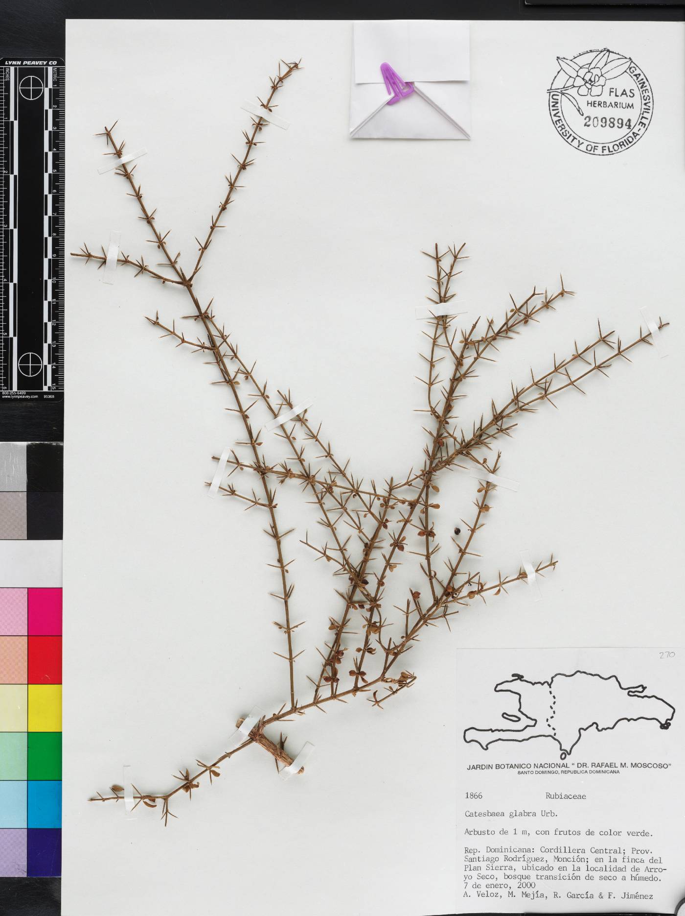 Catesbaea glabra image