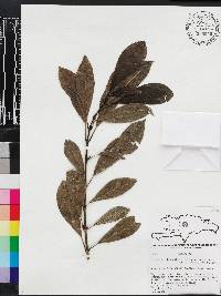 Lasianthus lanceolatus image