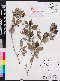 Stevensia buxifolia image