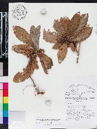 Gesneria pedicellaris image