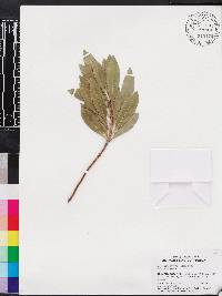 Elaeocarpus sylvestris image