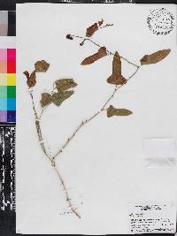 Smilax bona-nox image