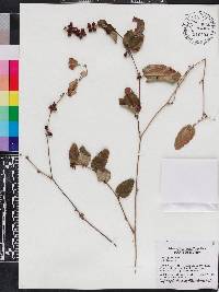 Smilax pumila image