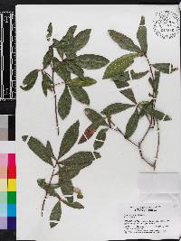 Quercus laurifolia image