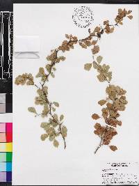 Crataegus michauxii image