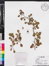 Crataegus michauxii image