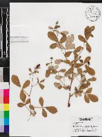 Rubus cuneifolius image