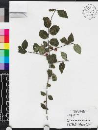 Ilex ambigua image