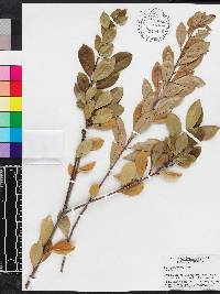 Ilex coriacea image