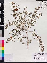 Hypericum galioides image