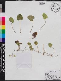 Centella asiatica image