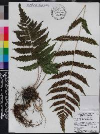 Thelypteris hispidula var. versicolor image