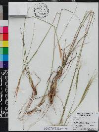 Andropogon gyrans var. gyrans image