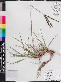 Paspalum notatum image