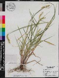 Setaria corrugata image