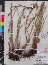 Scleria triglomerata image