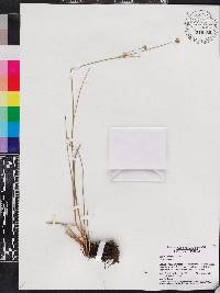 Juncus scirpoides image