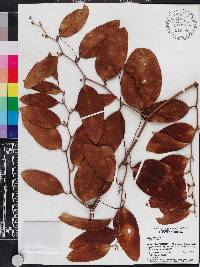 Smilax laurifolia image