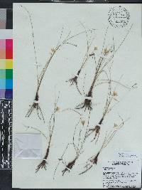 Hypoxis juncea image