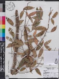 Ulmus alata image