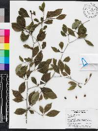 Ilex ambigua image
