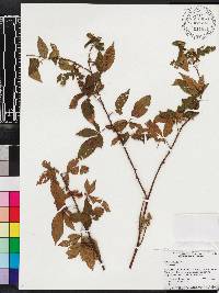 Rubus argutus image