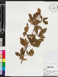 Rubus argutus image