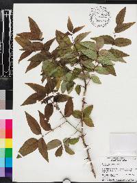 Zanthoxylum clava-herculis image