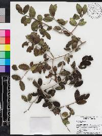 Ilex vomitoria image