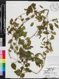 Berchemia scandens image