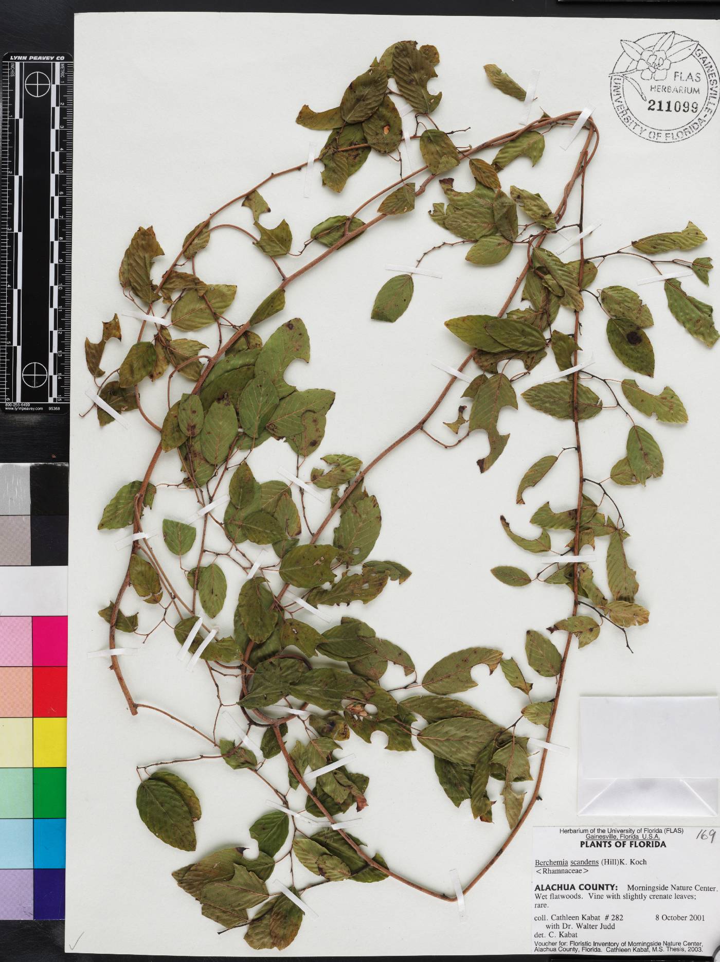 Berchemia scandens image