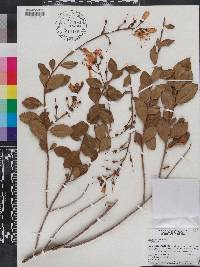 Bejaria racemosa image