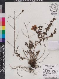 Aureolaria pedicularia var. pectinata image
