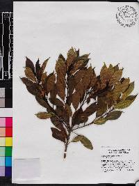 Symplocos tribracteolata image